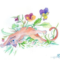 ורד גנשרוא - אהבת נפש - חתול